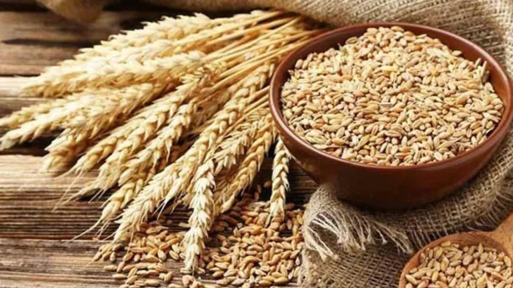 ملتان سمیت جنوبی پنجاب میں گندم پرکنگی کاحملہ،پیداوارمیں کمی کاخدشہ