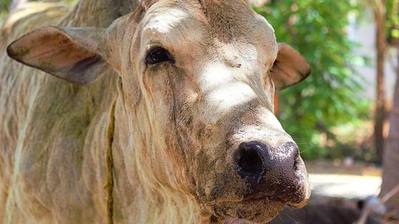 تملناڈو: کیا کاؤپاکس انسانوں میں پھیل سکتا ہے؟