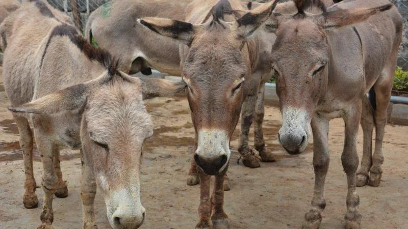 روایتی چینی ادویات نے گدھوں کو معدومیت کے دہانے پر دھکیل دیا - اس دوا کا کیا جادو ہے؟