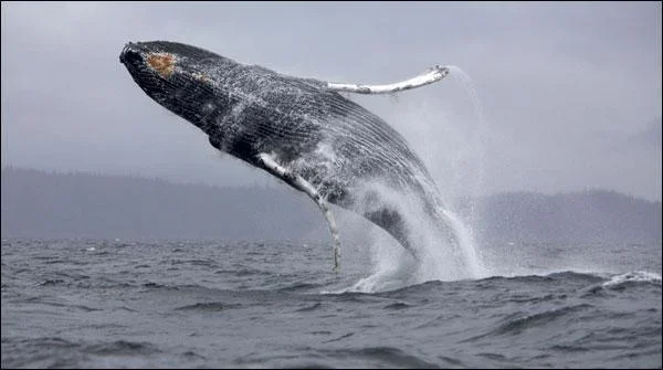 دیوہیکل وہیل اپنے خوفناک گانے کیسے گاتی ہیں؟