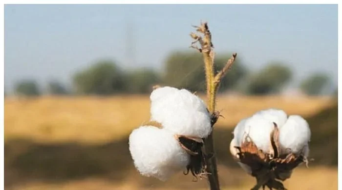 راجن پور میں کپاس کے کاشتکاروں کی تربیت کیلئے سیمینار