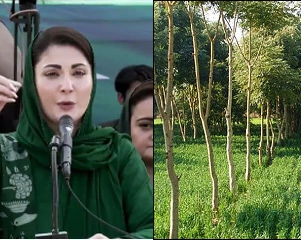 وزیراعلیٰ پنجاب مریم نواز کی سڑکوں پر ایک لاکھ درخت لگانے کی ہدایت