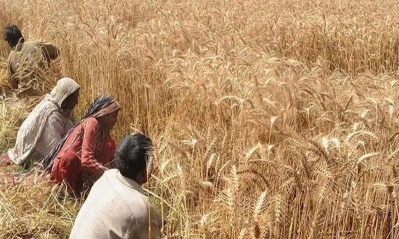 کسانوں کو خوشخبری سنائیں گے، وزیر خوراک پنجاب