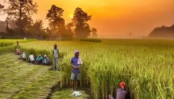 کسانوں کو 300 ارب روپے کا بلاسود قرضہ دیا جائے گا، وزیر زراعت