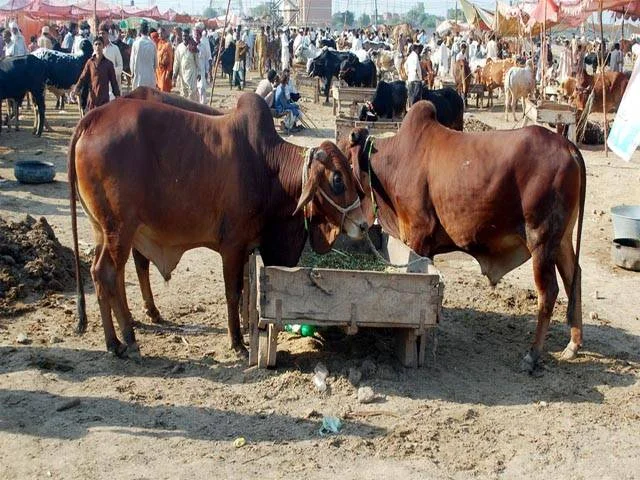 ملتان ڈویژن کی مویشی منڈیوں میں اوور چارجنگ پر سخت ایکشن کا حکم