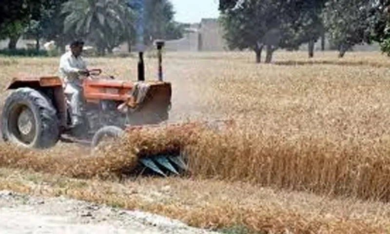 گندم کی فصل ان شاءاللہ اچھی ہو گی:وزیر اعلیٰ پنجاب