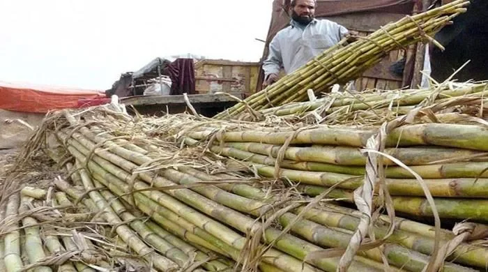 سرکاری اراضی سے گنا چوری مقدمے کا معاملہ،سرکل انچارج ،قانونگو،پٹواری وٹائوٹ اپنے ہی بچھائے جال میں پھنس گئے