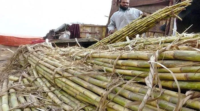 سرکاری اراضی سے گنا چوری مقدمے کا معاملہ،سرکل انچارج ،قانونگو،پٹواری وٹائوٹ اپنے ہی بچھائے جال میں پھنس گئے