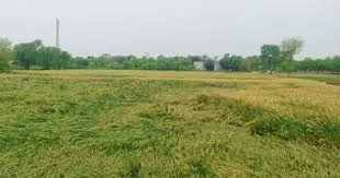 سرکل انچارج ،قانونگو،پٹواری کامبینہ گٹھ جوڑ ،15بگھہ زمین کے غلط وراثت اندراج کا انکشاف