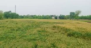 سرکل انچارج ،قانونگو،پٹواری کامبینہ گٹھ جوڑ ،15بگھہ زمین کے غلط وراثت اندراج کا انکشاف