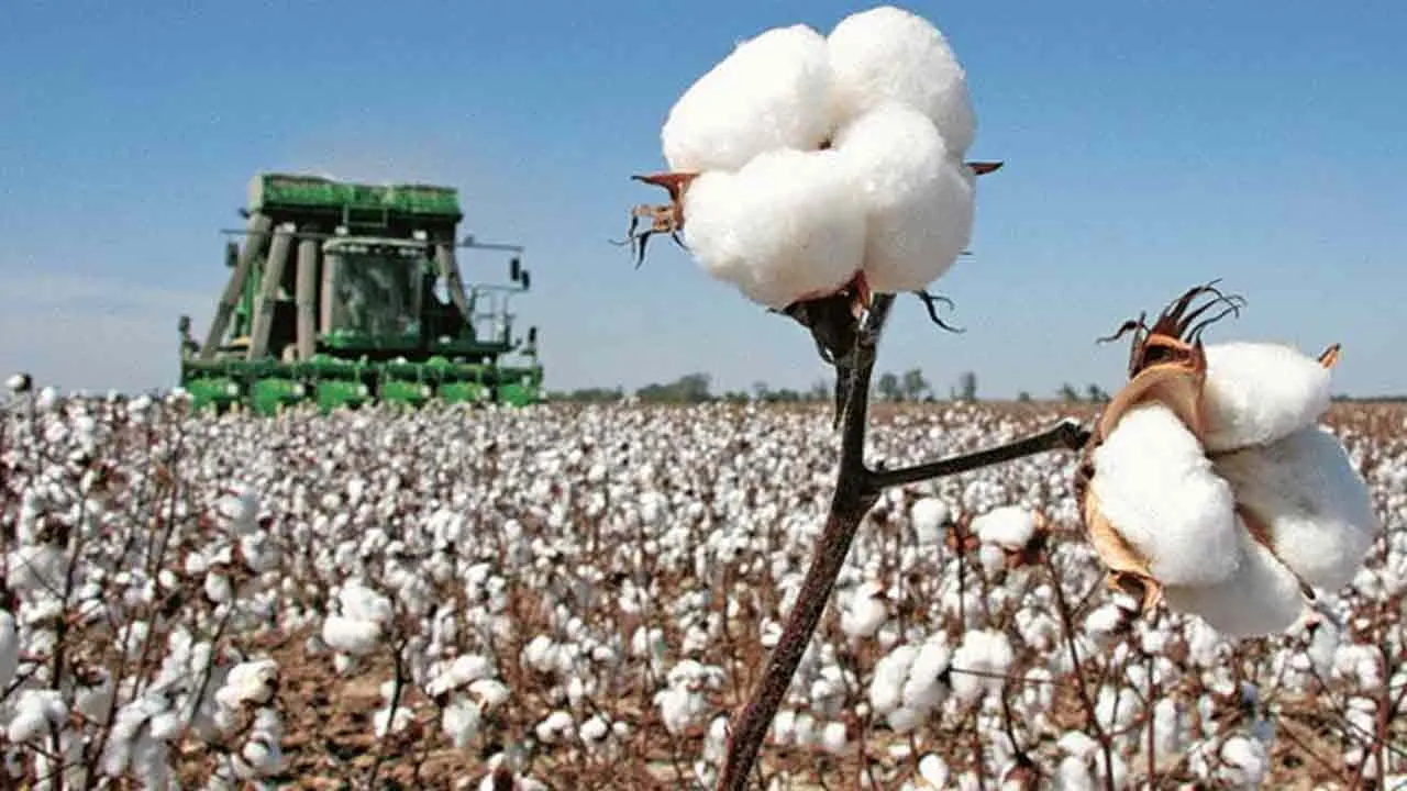 روئی کے بھاؤ میں مندی کا تسلسل، اسپاٹ ریٹ میںکمی،17ہزارروپے فی من کے بھاؤ پر بند