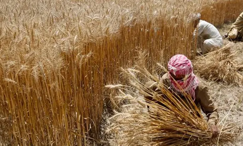 پنجاب اور سندھ میں گندم کٹائی کا عمل شروع
