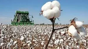 فصل کپاس میں مسلسل کمی پرپی سی جی اےکا وزیراعظم سے پھر رجوع