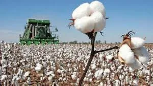 فصل کپاس میں مسلسل کمی پرپی سی جی اےکا وزیراعظم سے پھر رجوع