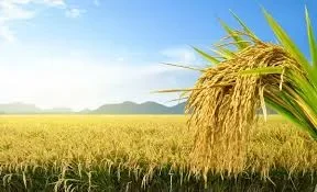 کرپٹ و نااہل زرعی سائنسدان دشمن قوتوں کے آلہ کار بن کرملک کو نقصان پہنچانے پر تل گئے