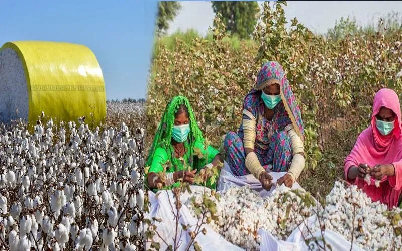 مقامی کاٹن مارکیٹ میں گزشتہ ہفتے روئی کے بھاؤ میں مجموئی طور پر تیزی رہی