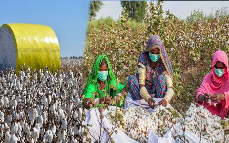 مقامی کاٹن مارکیٹ میں گزشتہ ہفتے روئی کے بھاؤ میں مجموئی طور پر تیزی رہی