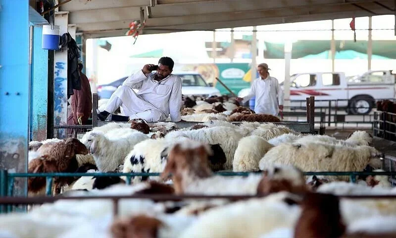 یو اے ای میں غیر قانونی قربانی پر 20 ہزار درہم جرمانہ