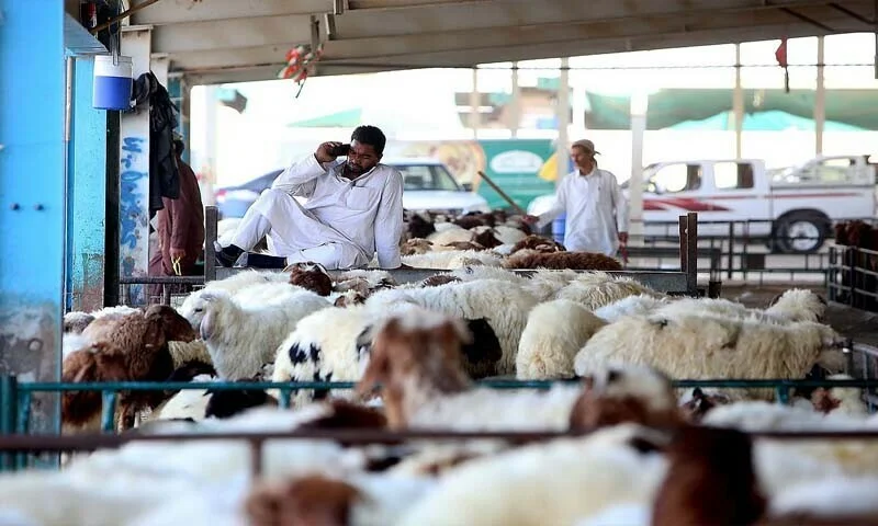یو اے ای میں غیر قانونی قربانی پر 20 ہزار درہم جرمانہ