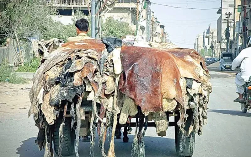 قانونی انتباہ: قربانی کی کھالیں کالعدم تنظیموں کو نہ دیں