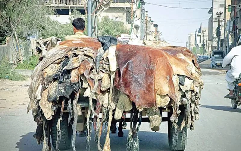 قانونی انتباہ: قربانی کی کھالیں کالعدم تنظیموں کو نہ دیں