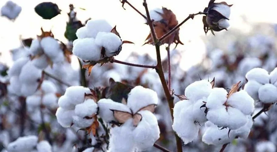 مقامی کاٹن مارکیٹ میں گزشتہ ہفتے کے دوران روئی کے بھاؤ میں نسبتاً ملا جلا رجحان رہا