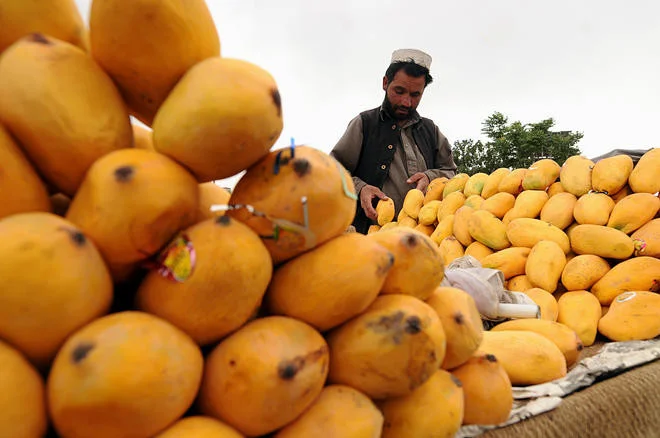 پاکستان میں رواں سال آم کی پیداوار 17لاکھ 52 ہزار ٹن سے  تجاوز کرگئی
