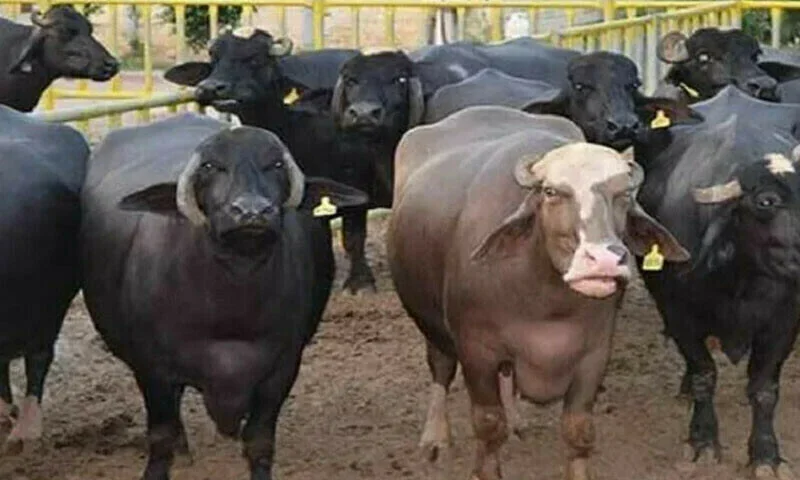 مظفرگڑھ: کچے کے ڈاکو اسلحے کے زور پر زمیندار سے 180 بھینسیں چھین کر لے گئے