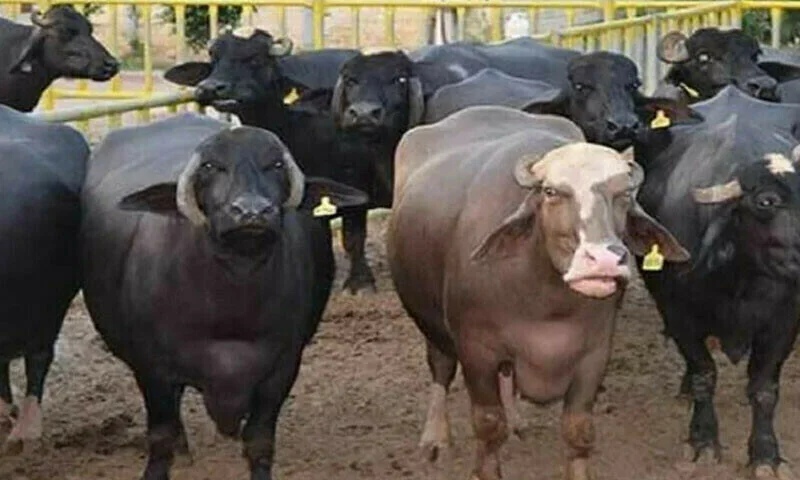 مظفرگڑھ: کچے کے ڈاکو اسلحے کے زور پر زمیندار سے 180 بھینسیں چھین کر لے گئے