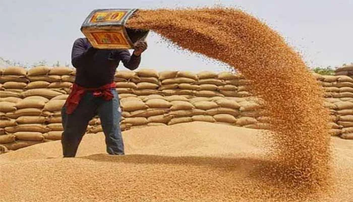 وفاقی حکومت کا 300 ارب روپے کی گندم امپورٹ کرنے کا فیصلہ بدنیتی پر مبنی تھا: آڈیٹر جنرل کی رپورٹ