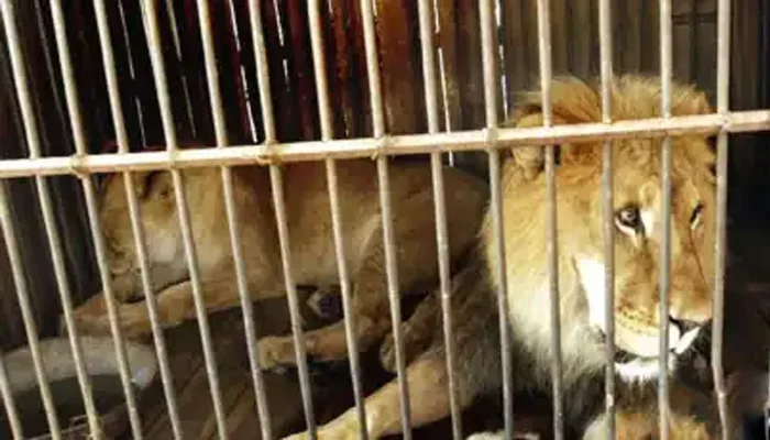 پنجاب میں کریک ڈاؤن، غیرقانونی طور پر رکھے گئے 13 شیر ضبط، 5 افراد گرفتار، مقدمات درج