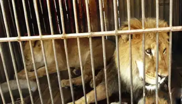 پنجاب میں کریک ڈاؤن، غیرقانونی طور پر رکھے گئے 13 شیر ضبط، 5 افراد گرفتار، مقدمات درج