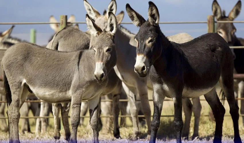 گدھوں کی افرائش بڑھانے کیلئے چینی کمپنی سرمایہ کاری کیلئے رضامند
