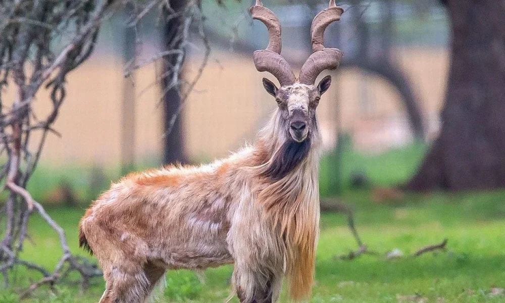 پاکستان کے قومی جانور ’مارخور‘ کے شکار کا 10 کروڑ روپے مالیت کا مہنگا ترین پرمٹ نیلام