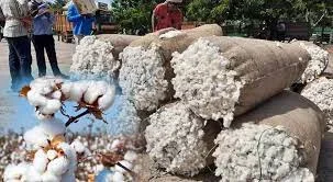 سیلاب کے باوجود کپاس کی پیداوار میں 40 فیصد اضافہ