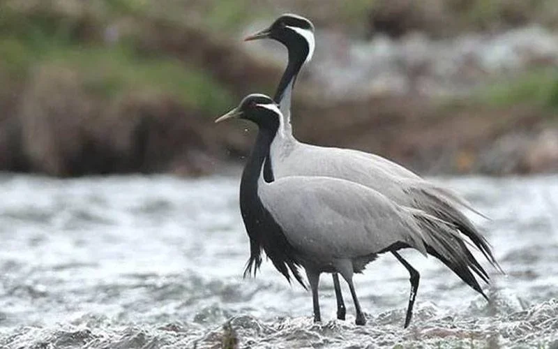 ڈیمز،جھیلوں، تالابوں اور بیراجوں میں شکار پر مکمل پابندی عائد