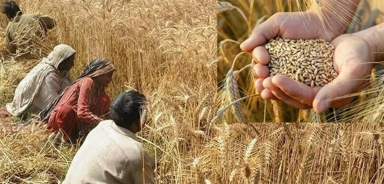 وفاقی حکومت نے گندم سے متعلق نئی پالیسی کا ڈرافٹ تیار کرلیا
