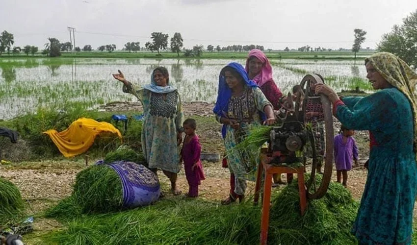 پنجاب اور سندھ نے زرعی آمدن پر ٹیکس کی پرانی شرح بحال کردی، 30 جون 2025 تک نافذ