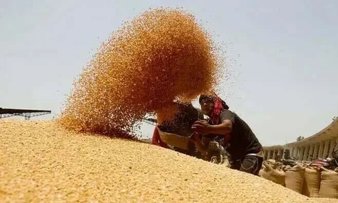 گندم کی پیداوار کا ہدف کم، دیگر فصلوں کی پیداوار میں اضافے کا امکان