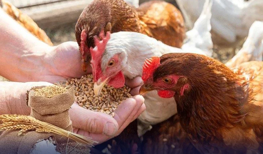 پنجاب حکومت کی فیڈ ملز میں گندم کے استعمال پر پابندی میں 30 روز کی توسیع