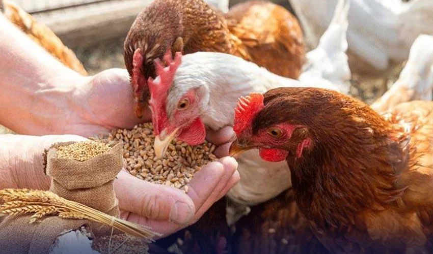 پنجاب حکومت کی فیڈ ملز میں گندم کے استعمال پر پابندی میں 30 روز کی توسیع