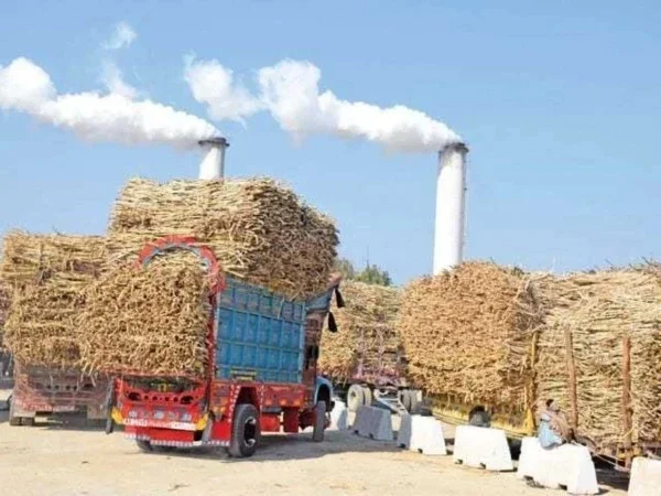 حکومت کا شوگر ملز مفادات کا تحفظ، گنے کے کاشتکار مایوس