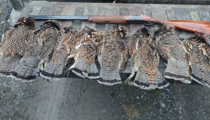 پنجاب تیتر شکار اجازت اور قواعد، شوٹنگ لائسنس کے ساتھ اتوار کو شکار کی اجازت