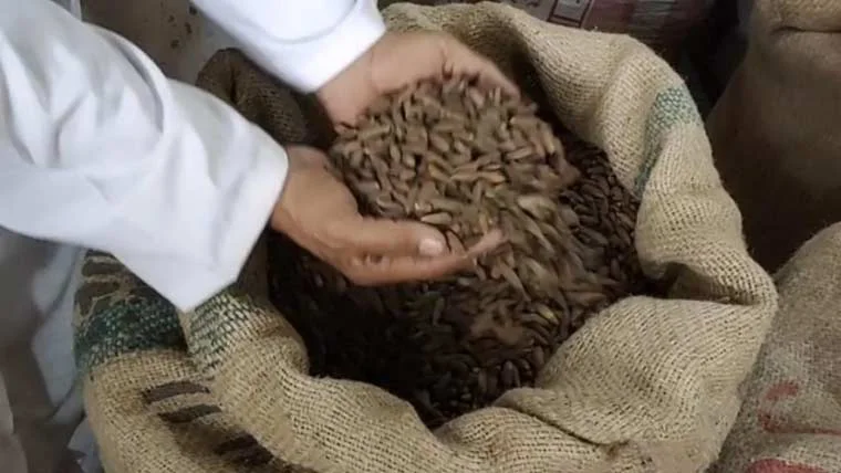 گوجرانوالہ چلغوزہ چوری، ساڑھے 5 سو کلو مالیت چوری