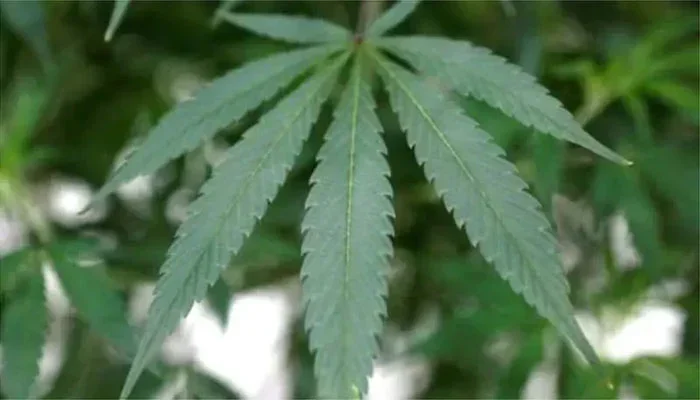 خیبرپختونخوا حکومت کا بھنگ کی کاشت کو قانونی حیثیت دینے پر غور، لائسنس اور ایکسائز ڈیوٹی کی تجویز