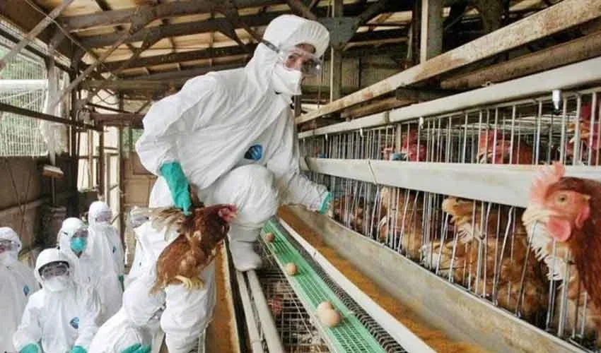 جاپان میں برڈ فلو کیسز کی تصدیق، لاکھوں مرغیاں تلف کرنے کا فیصلہ