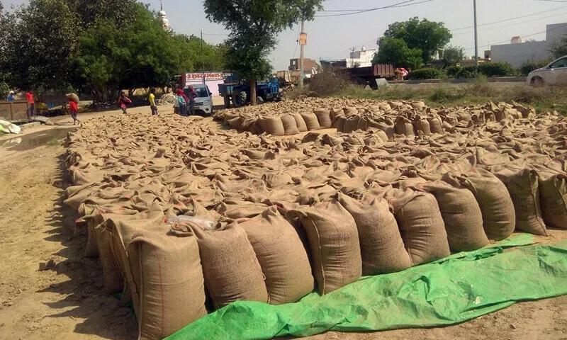 محکمہ خوراک سندھ گندم غائب، کروڑوں روپے مالیت کا سنسنی خیز انکشاف