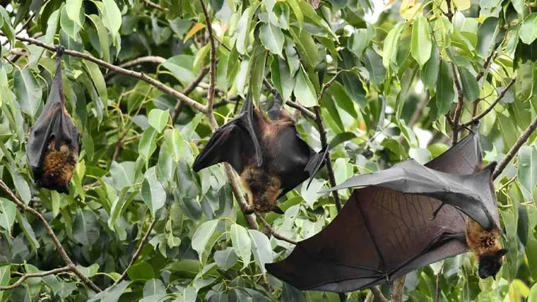 بھارت میں مہلک وائرس پھیل گیا، ٹی 20 ورلڈ کپ متاثر ہونے کا خدشہ