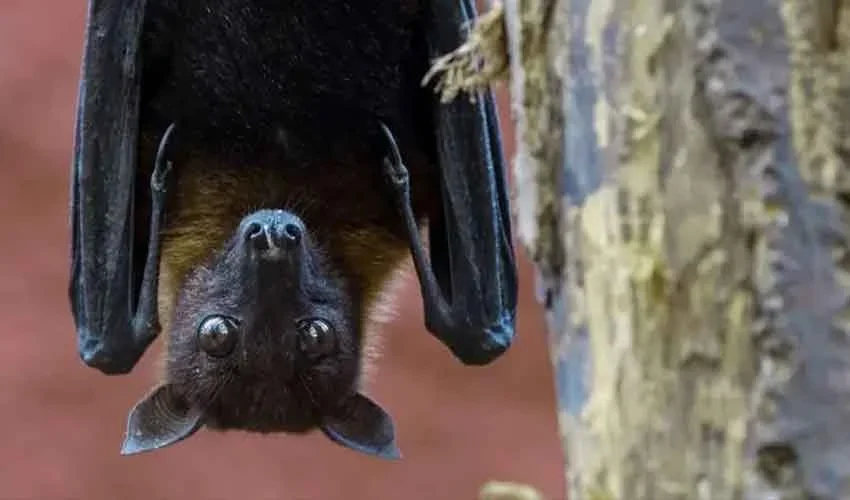 بھارت میں نیپا وائرس کے پھیلاؤ پر الرٹ، پاکستان میں اسکریننگ سخت