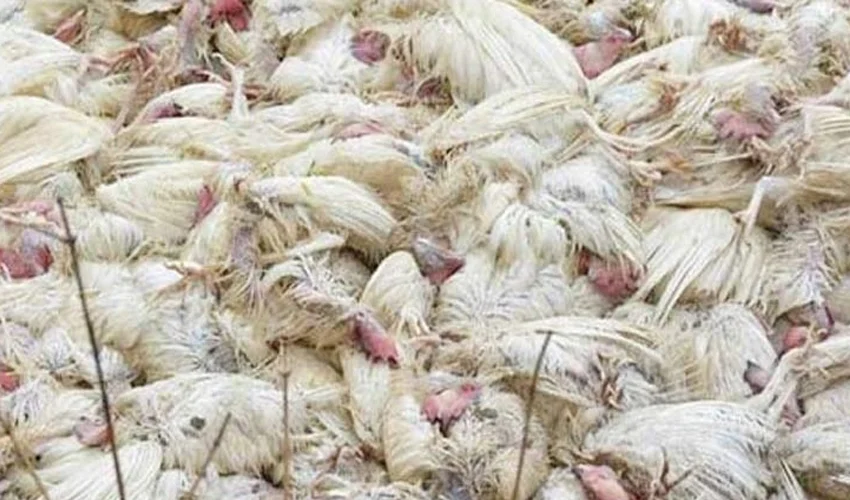 صوابی میں کارروائی: صوابی مردہ مرغیاں برآمد، تین ملزمان گرفتار